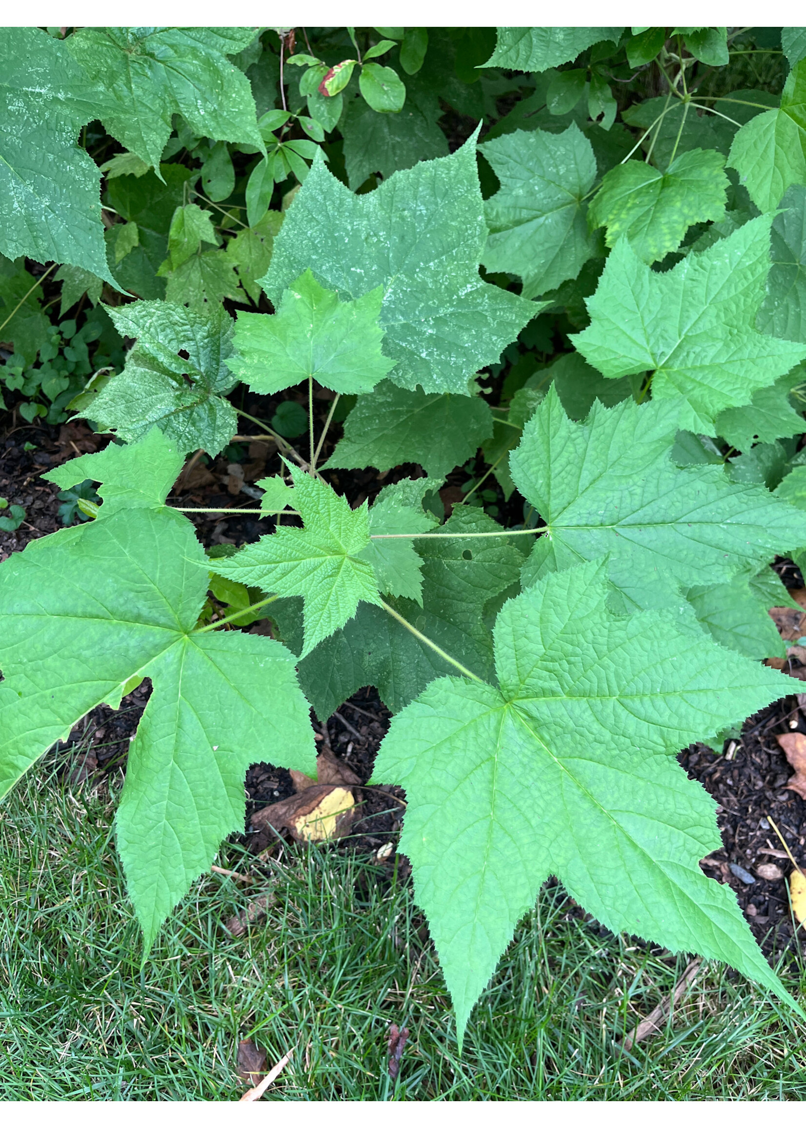 Rubus odoratus, Purple Flowering Raspberry #3