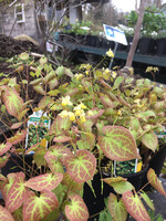 Epimedium ver. Sulphureum Barrenwort, Sulphureum Yellow, #1