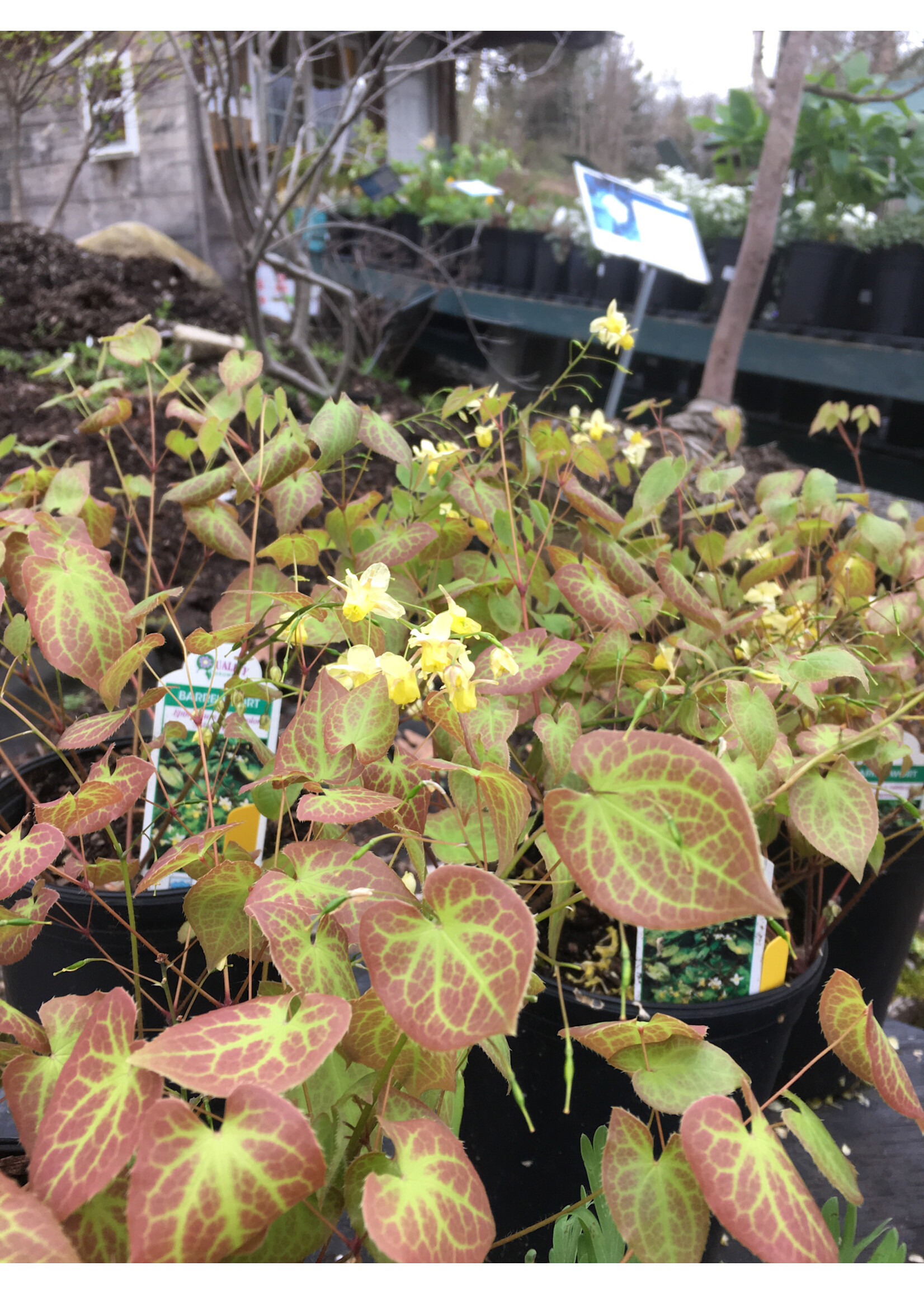 Epimedium ver. Sulphureum Barrenwort, Sulphureum Yellow, #1