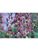 Baptisia Twilite Prairie Blues, False Indigo #1