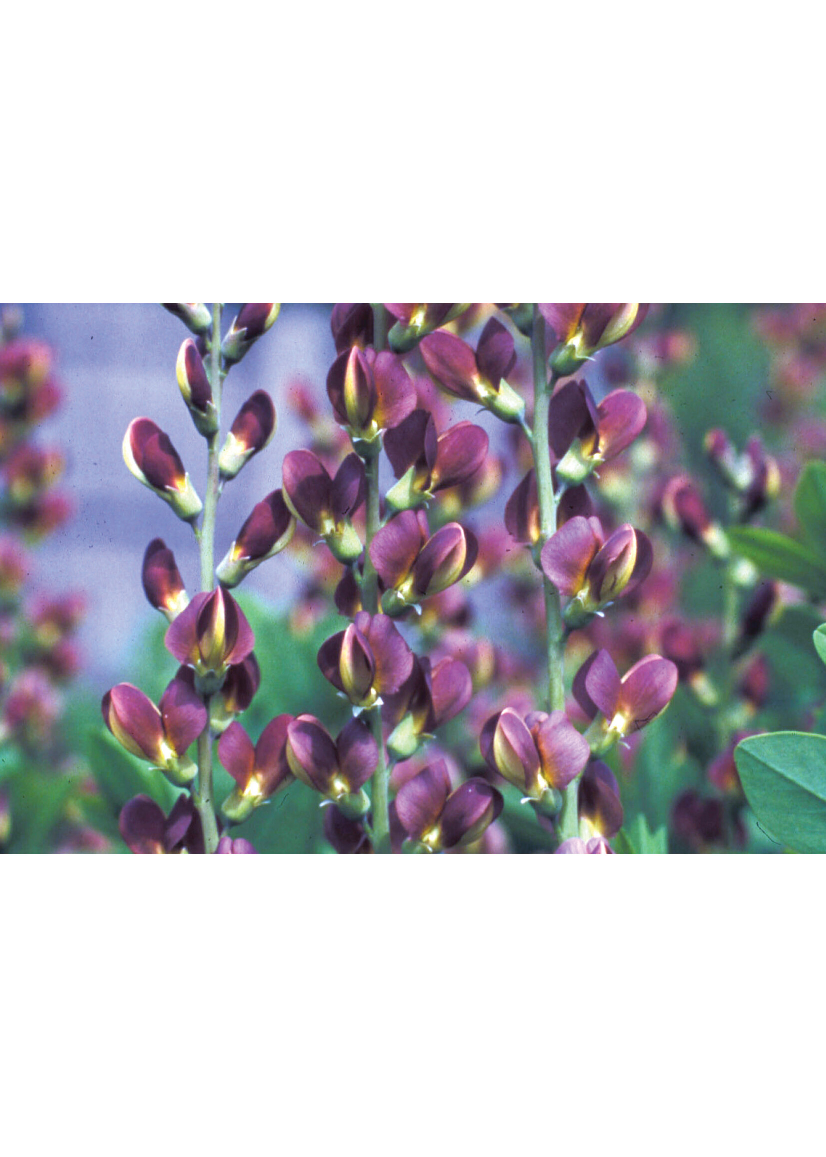 Baptisia Twilite Prairie Blues, False Indigo #1