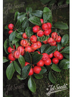Gaultheria Redwood, Creeping Wintergreen #1