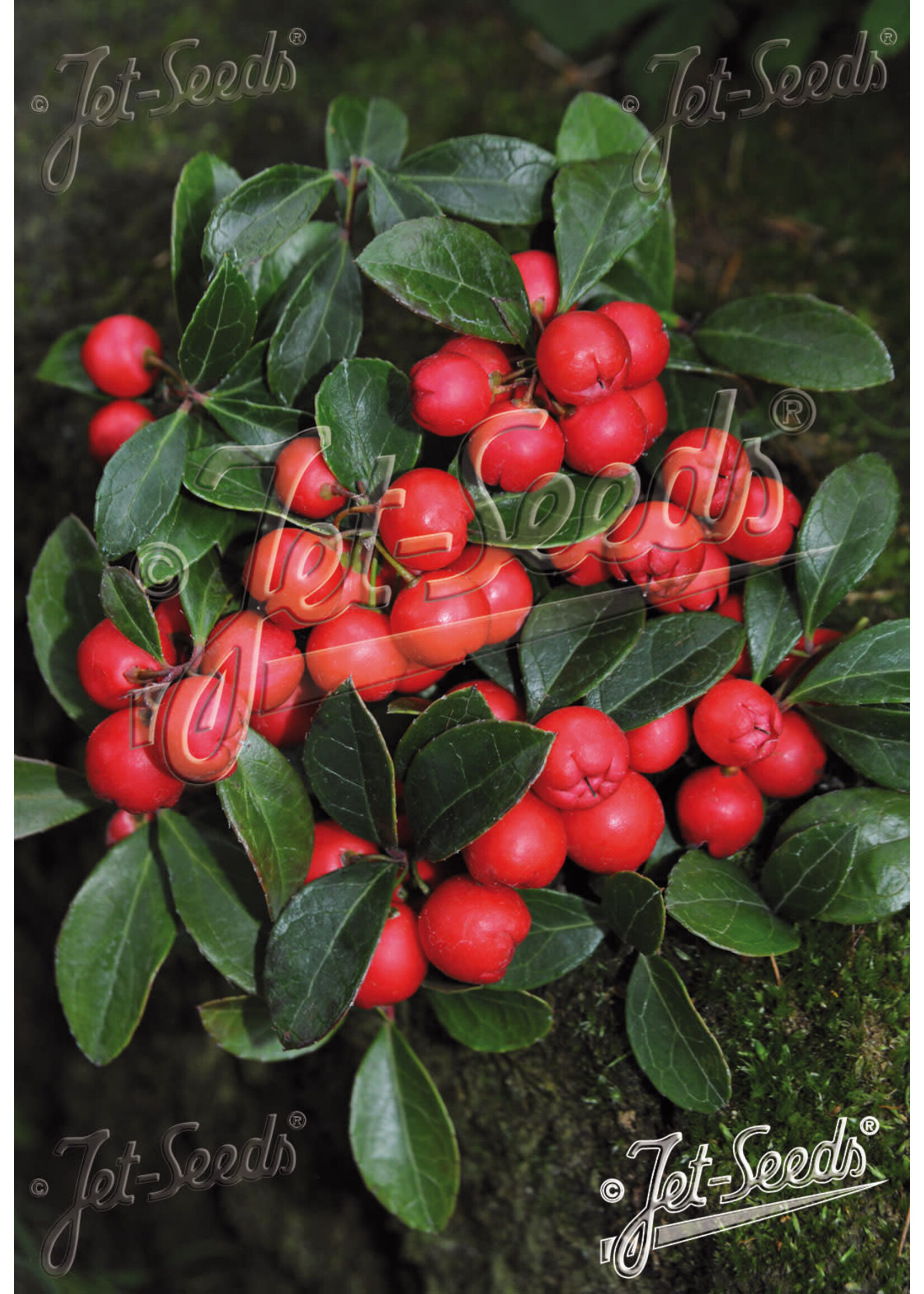Gaultheria Redwood, Creeping Wintergreen #1