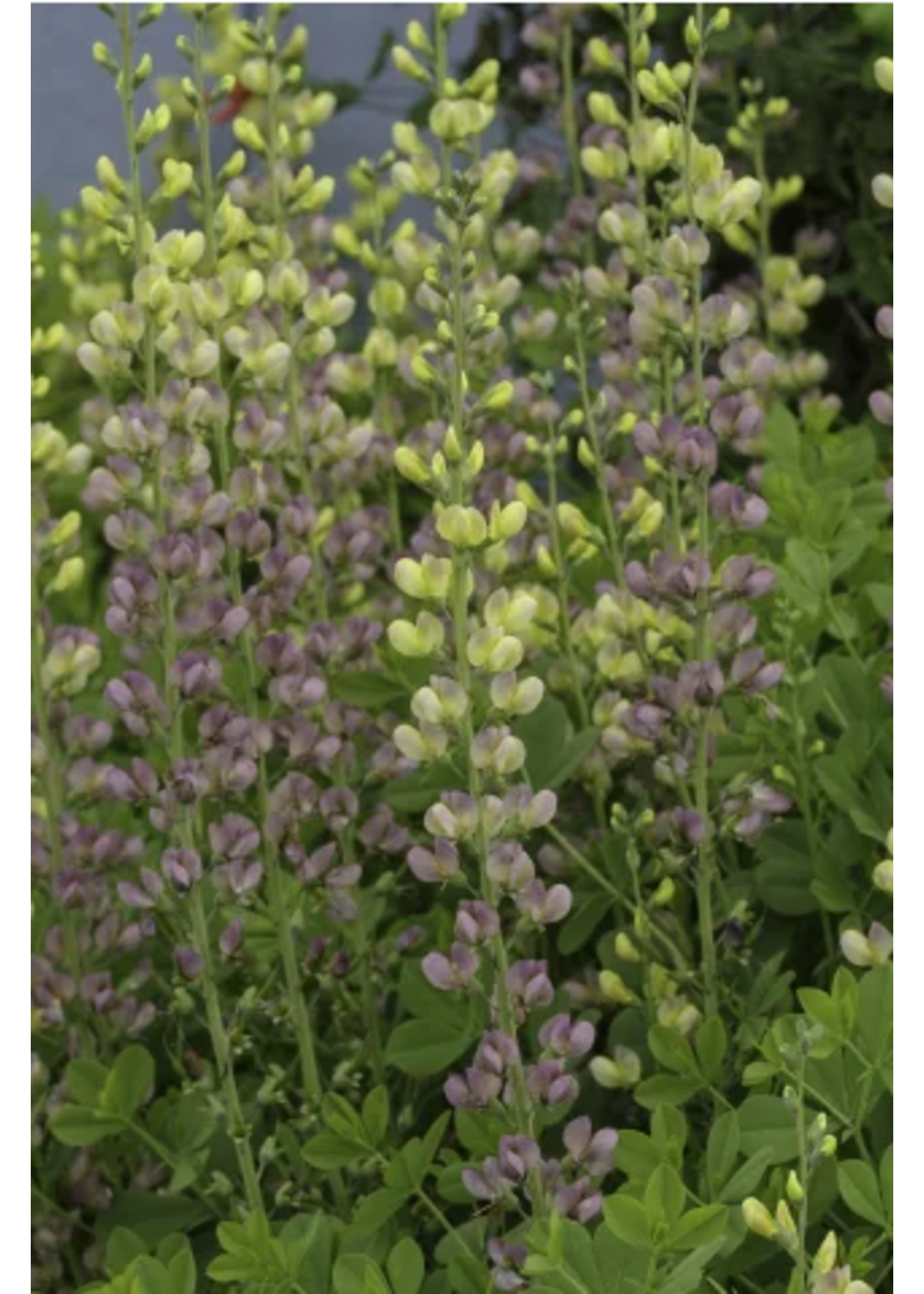 Baptisia Aurora, False Indigo #1