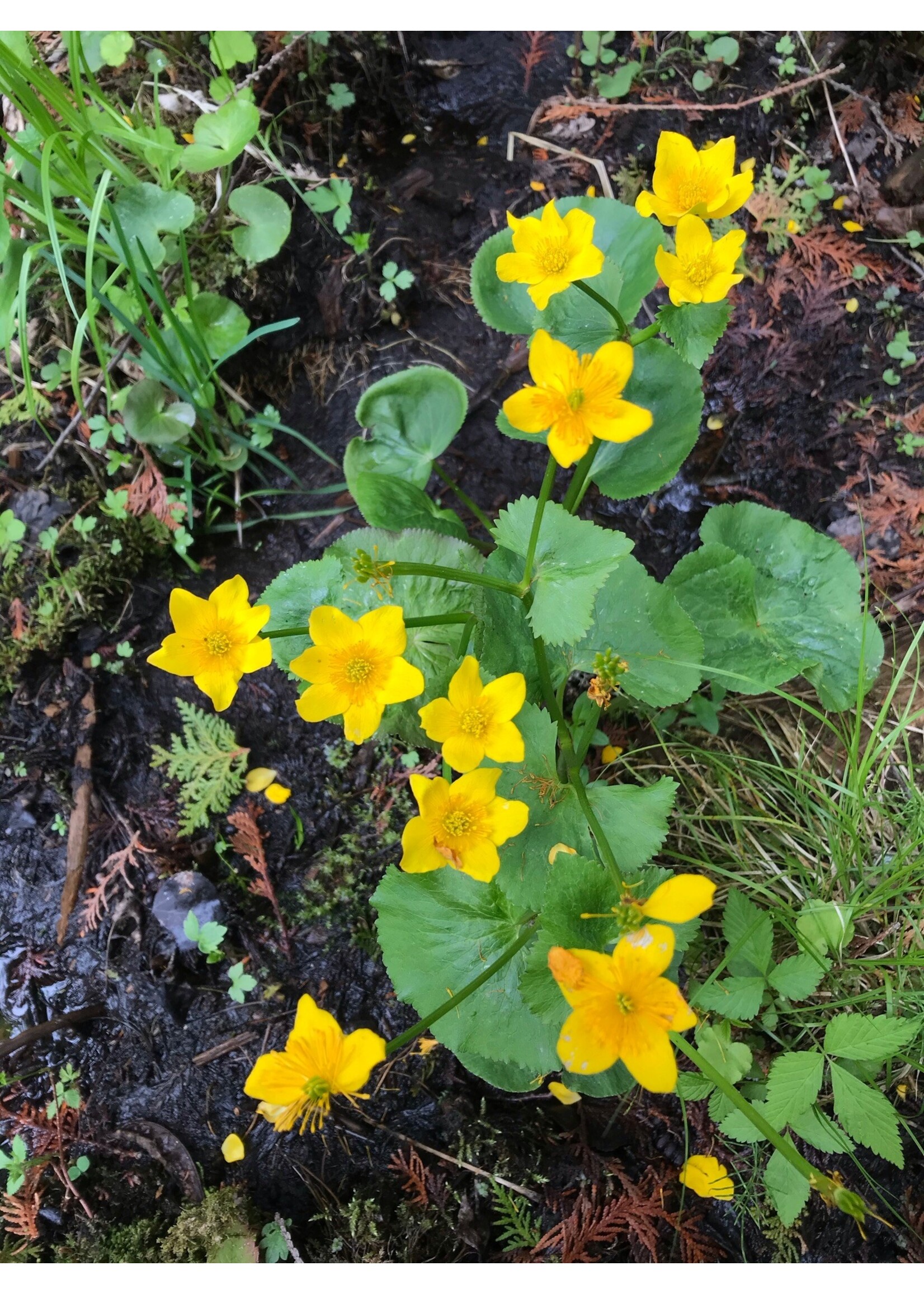 Caltha palustris, Marsh marigold #1 container