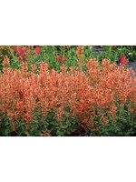 Agastache Kudos Mandarin, Hyssop #1