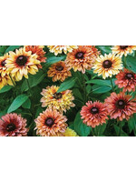 Rudbeckia 'Sahara’- Black Eyed Susan,  #1
