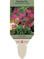 Dodecatheon meadia Aphrodite- Shooting Star, #1
