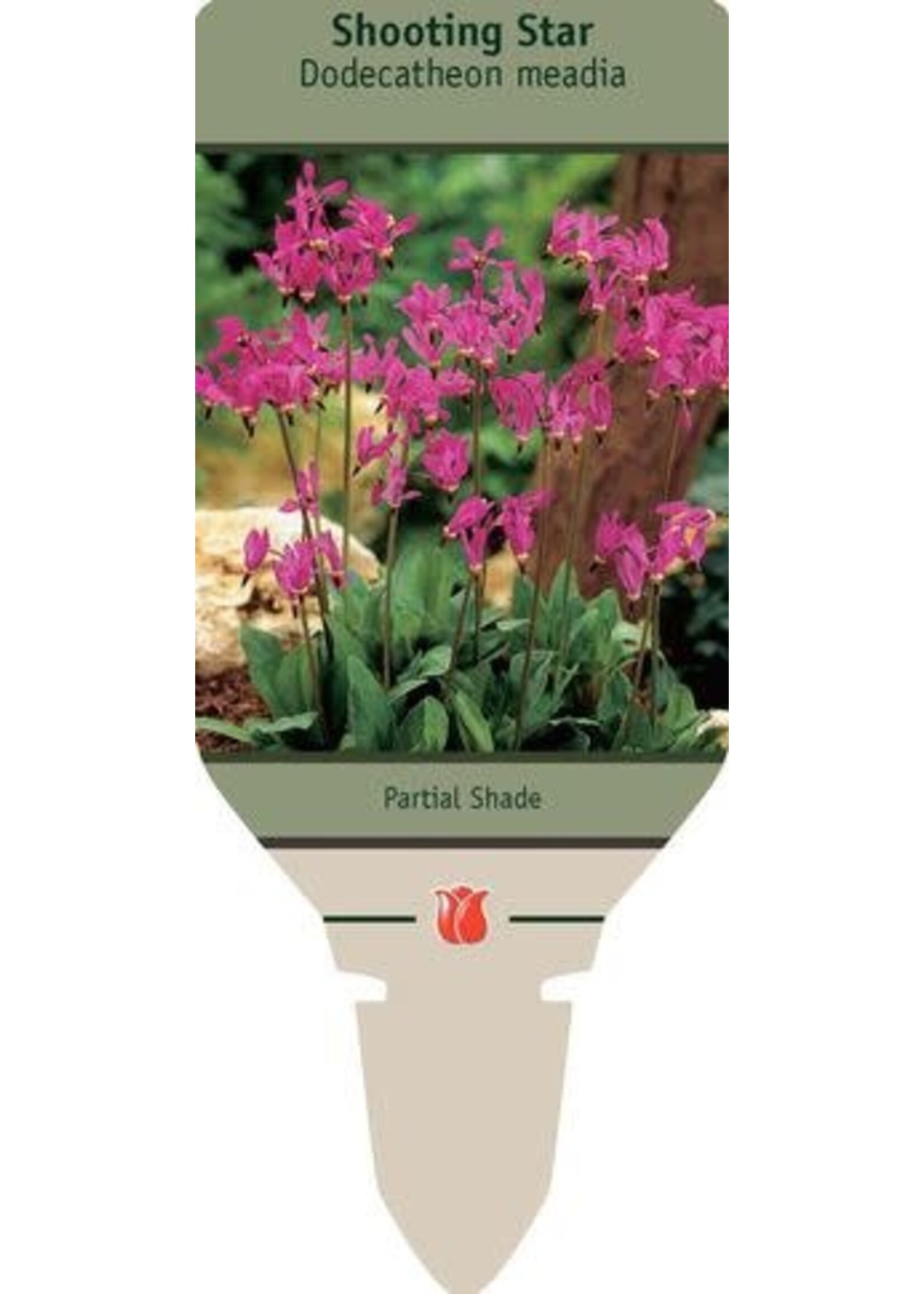 Dodecatheon meadia Aphrodite- Shooting Star, #1