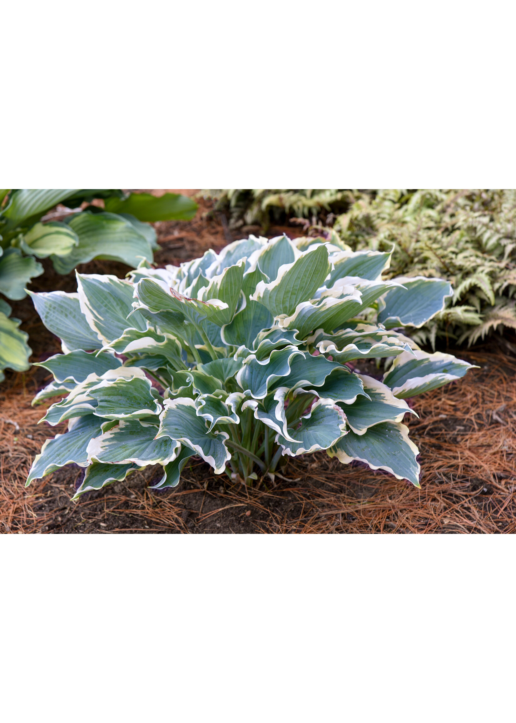 Hosta Shadowland Hope Springs Eternal #1