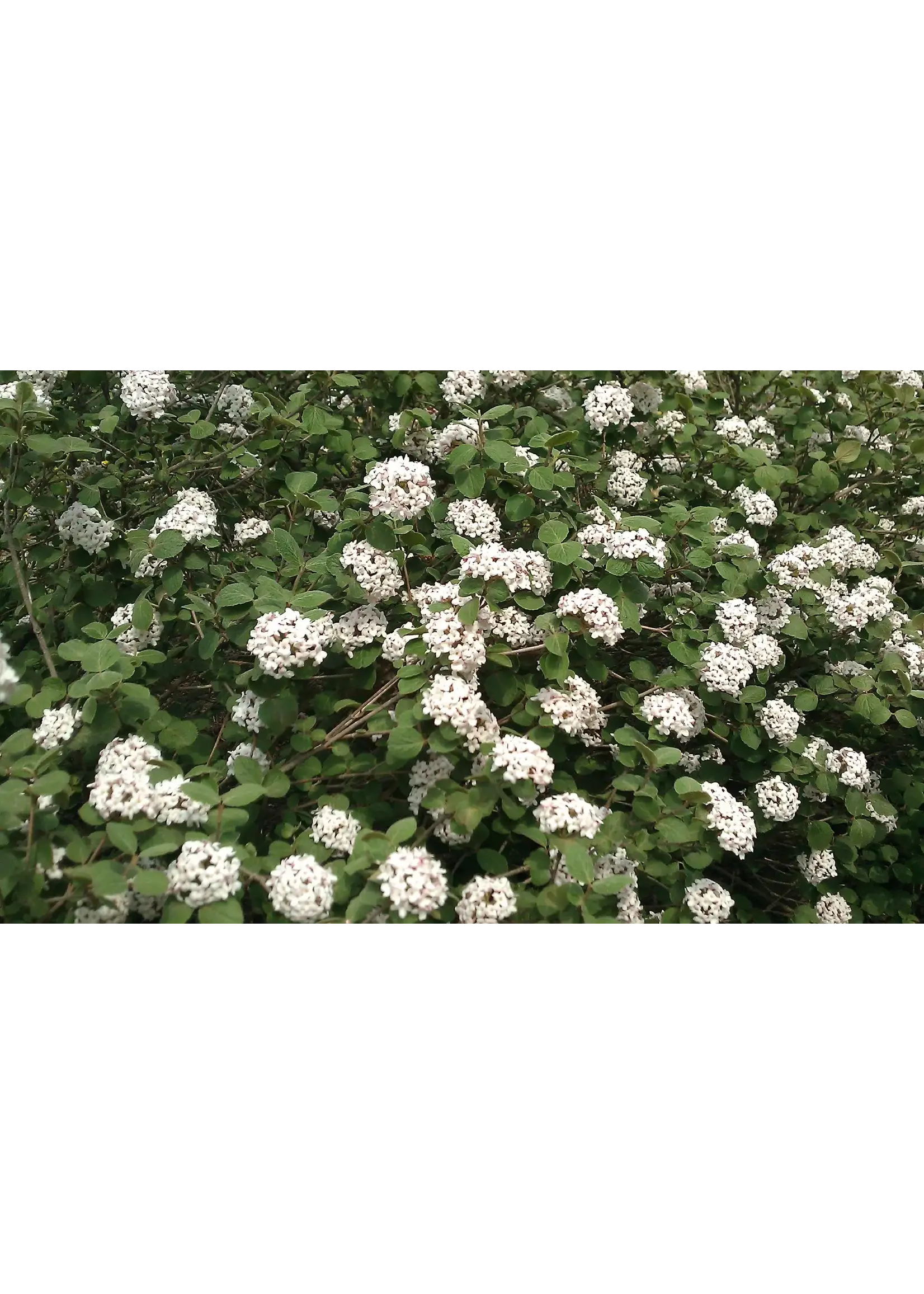 Viburnum carlesii Fit 2B Tied, Korean Spice Viburnum #3