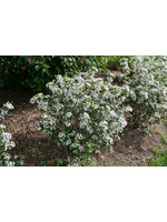 Aronia mel. Low Scape Snowfire Chokeberry, #3