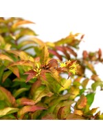 Diervilla x Firefly Honeysuckle Bush - #3