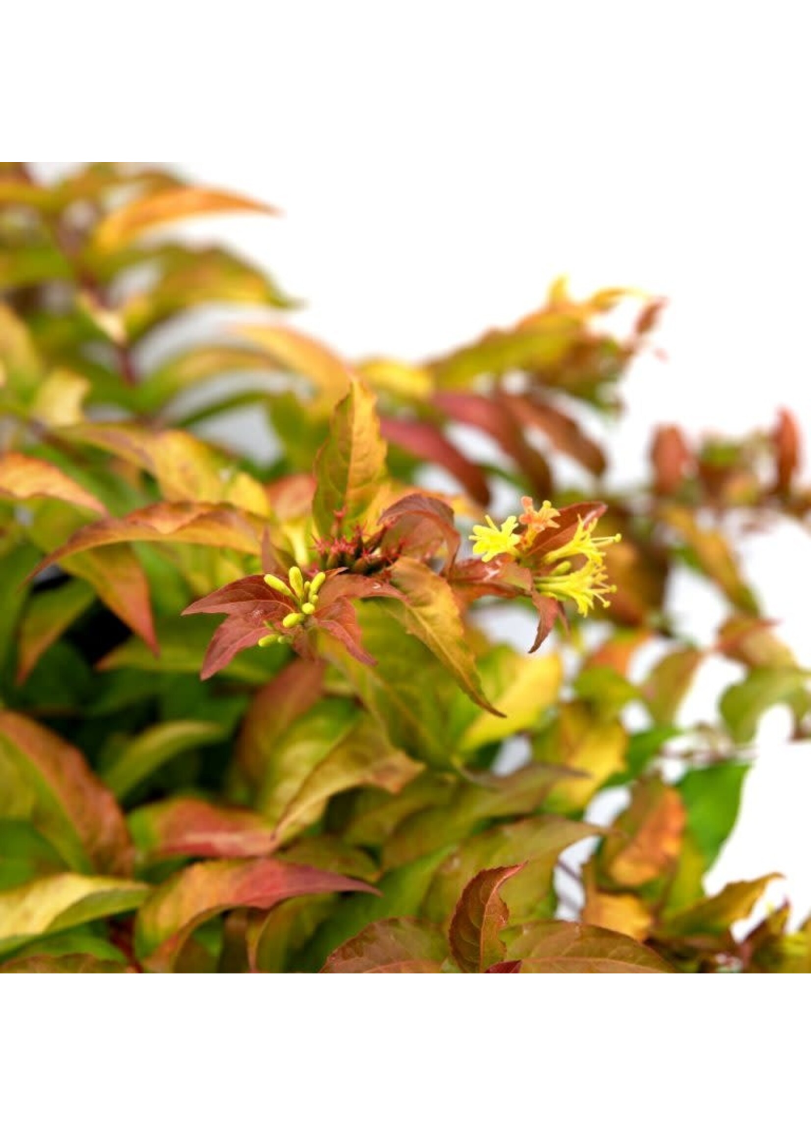 Diervilla x Firefly Honeysuckle Bush - #3