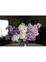 Syringa Vulg. New Age Lavander Lilac,  #3