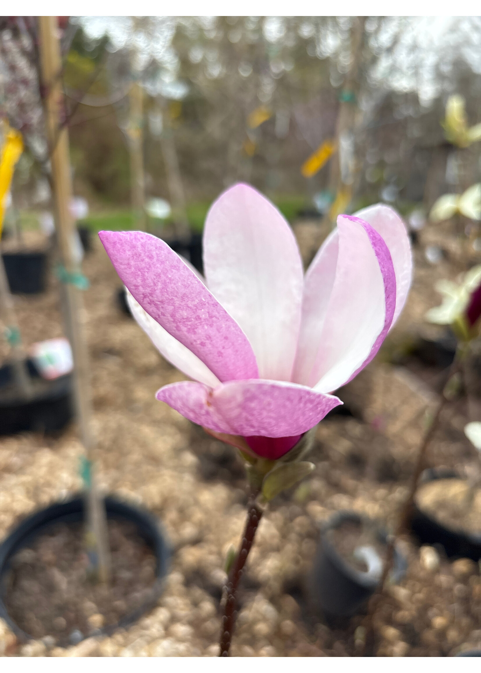 Magnolia Jane Magnolia, Jane, #2 Container