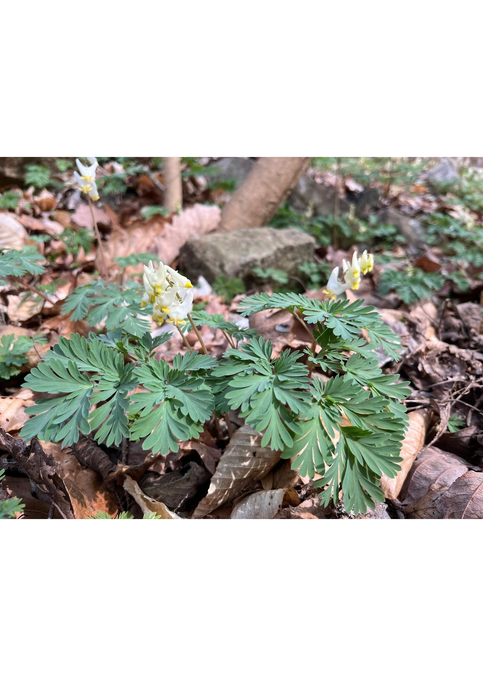 Spring Ephemerals Dicentra cucullaria Dutchman's Breeches, Qt