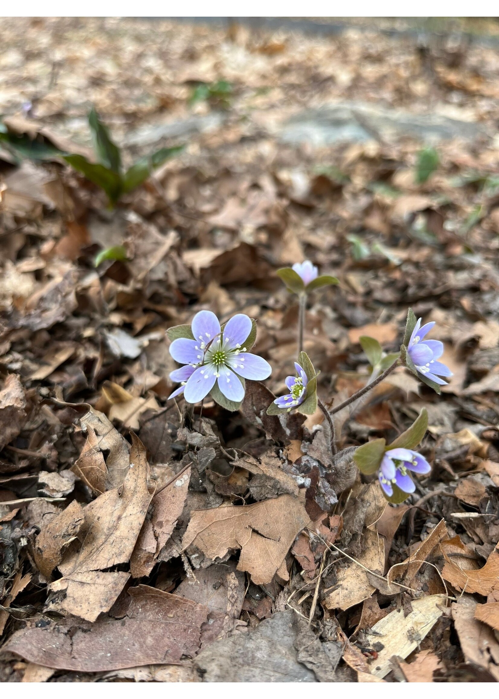 Spring Ephemerals Hepatica acutiloba, Liverwort 2Qt