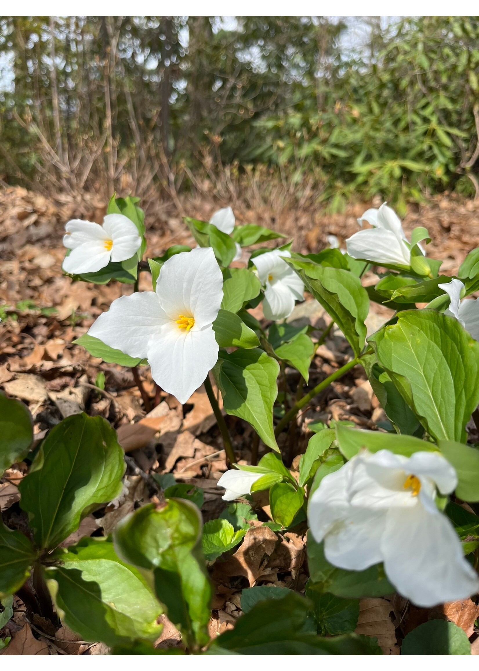 Spring Ephemerals Trillium grandiflorum, 1 QT