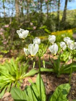 Spring Ephemerals Dodecatheon meadia, Shooting Star qt.