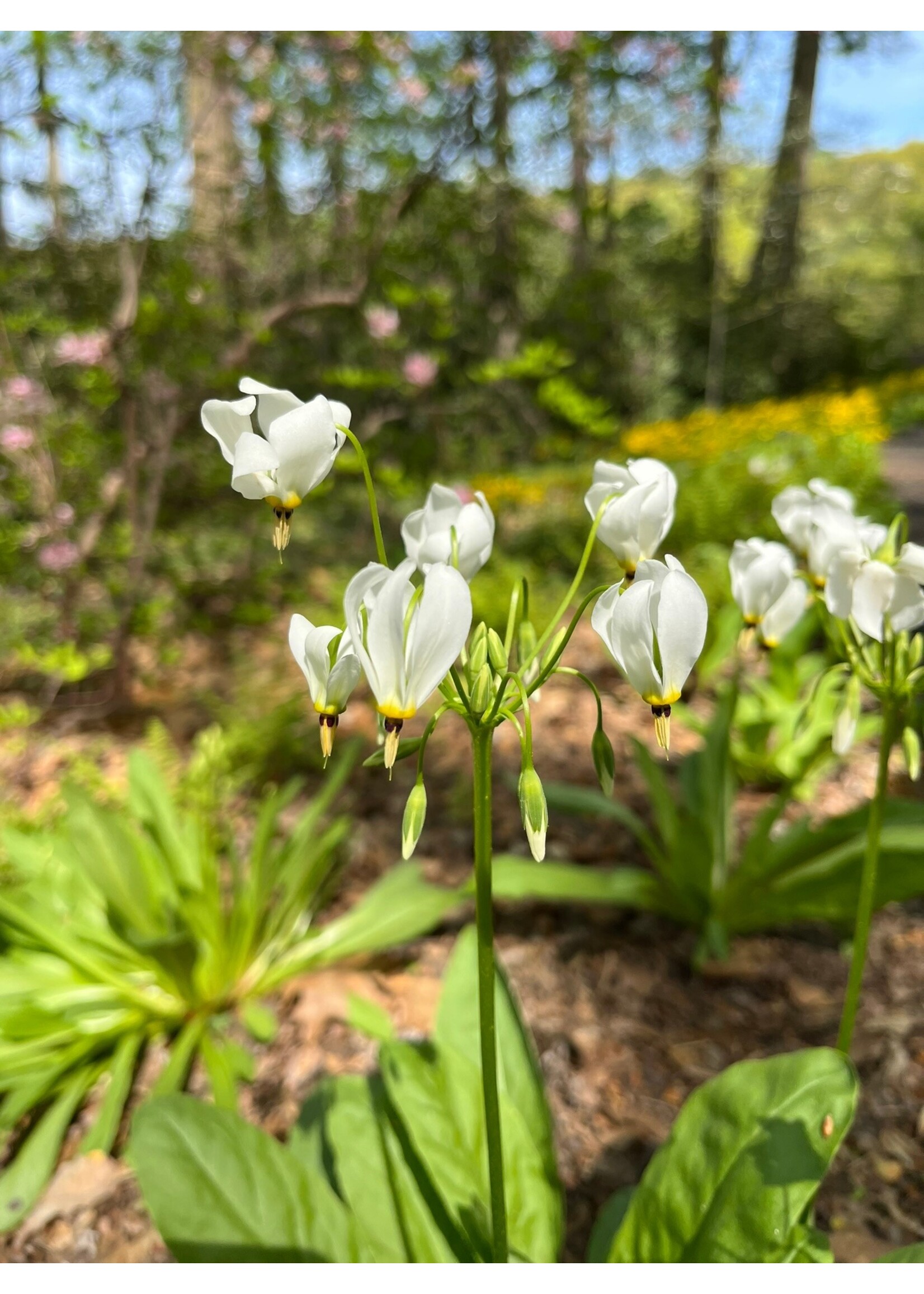 Spring Ephemerals Dodecatheon meadia, Shooting Star qt.