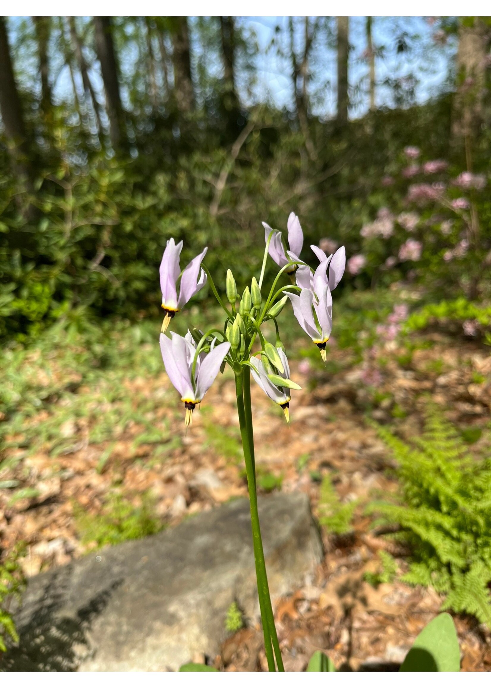 Spring Ephemerals Dodecatheon meadia, Shooting Star qt.