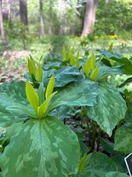 Spring Ephemerals Trillium luteum, Yellow Trillium