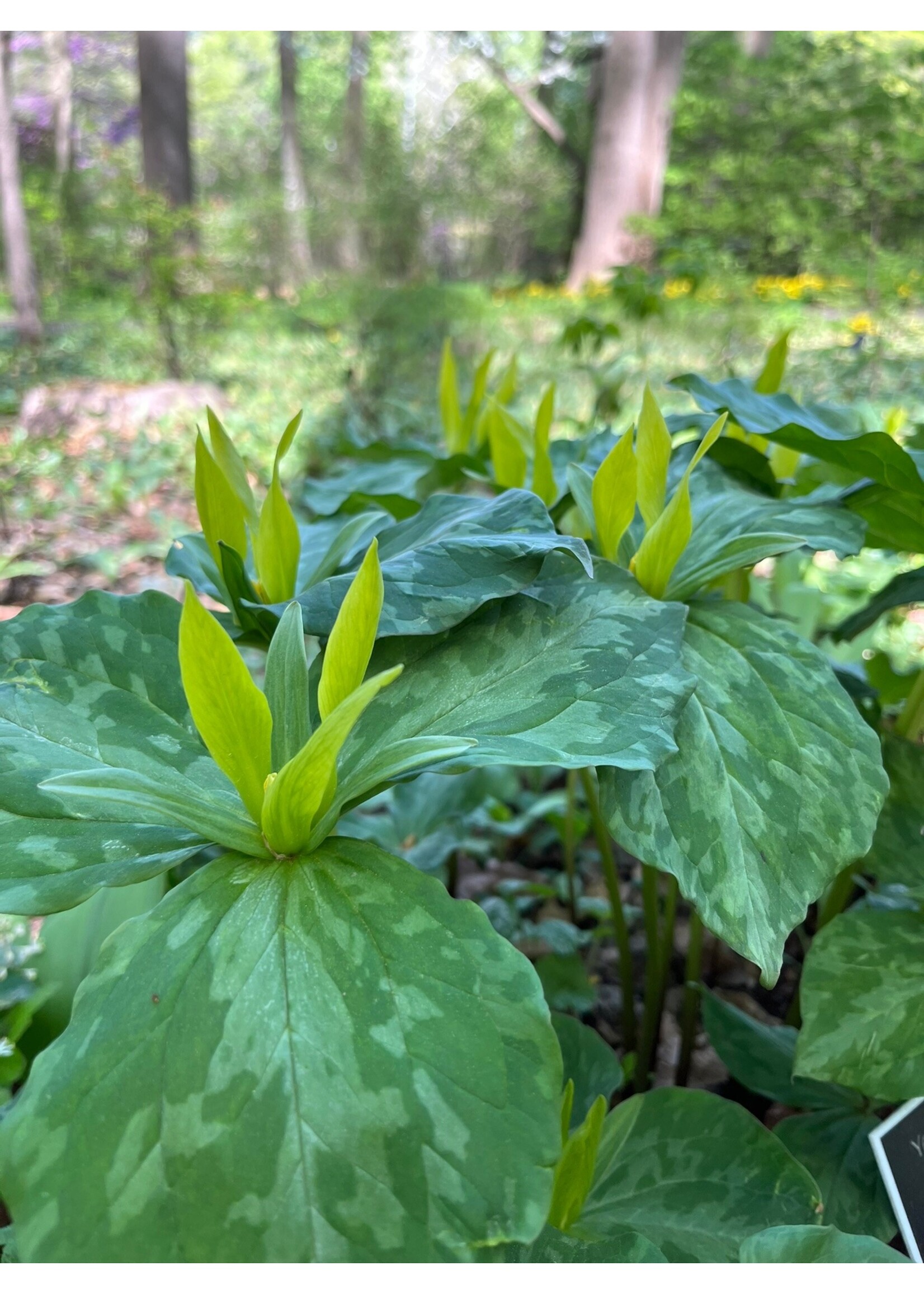 Spring Ephemerals Trillium luteum, Yellow Trillium