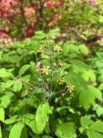 Spring Ephemerals Caulophyllum thalictroides, Blue Cohosh qt.