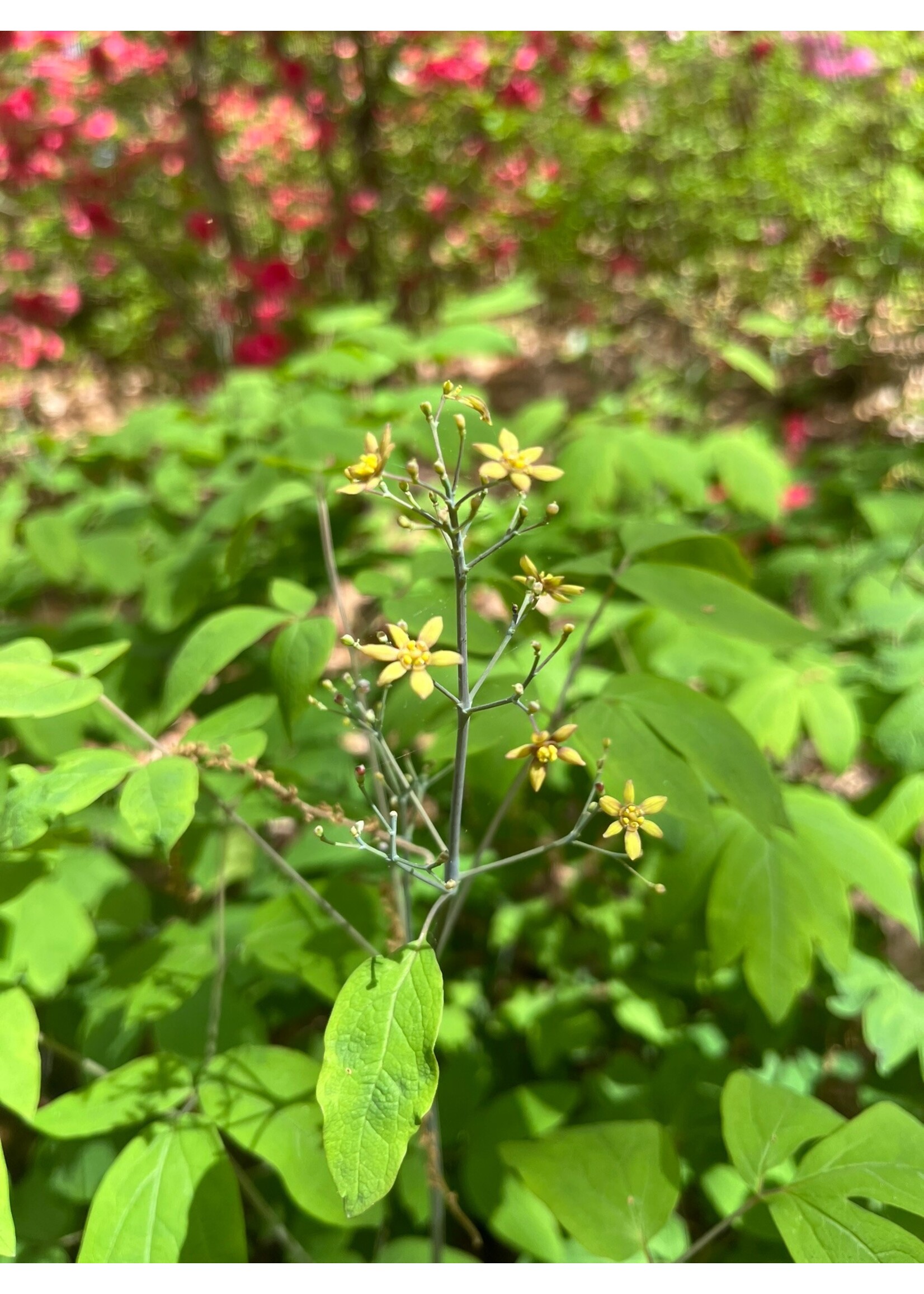 Spring Ephemerals Caulophyllum thalictroides, Blue Cohosh qt.
