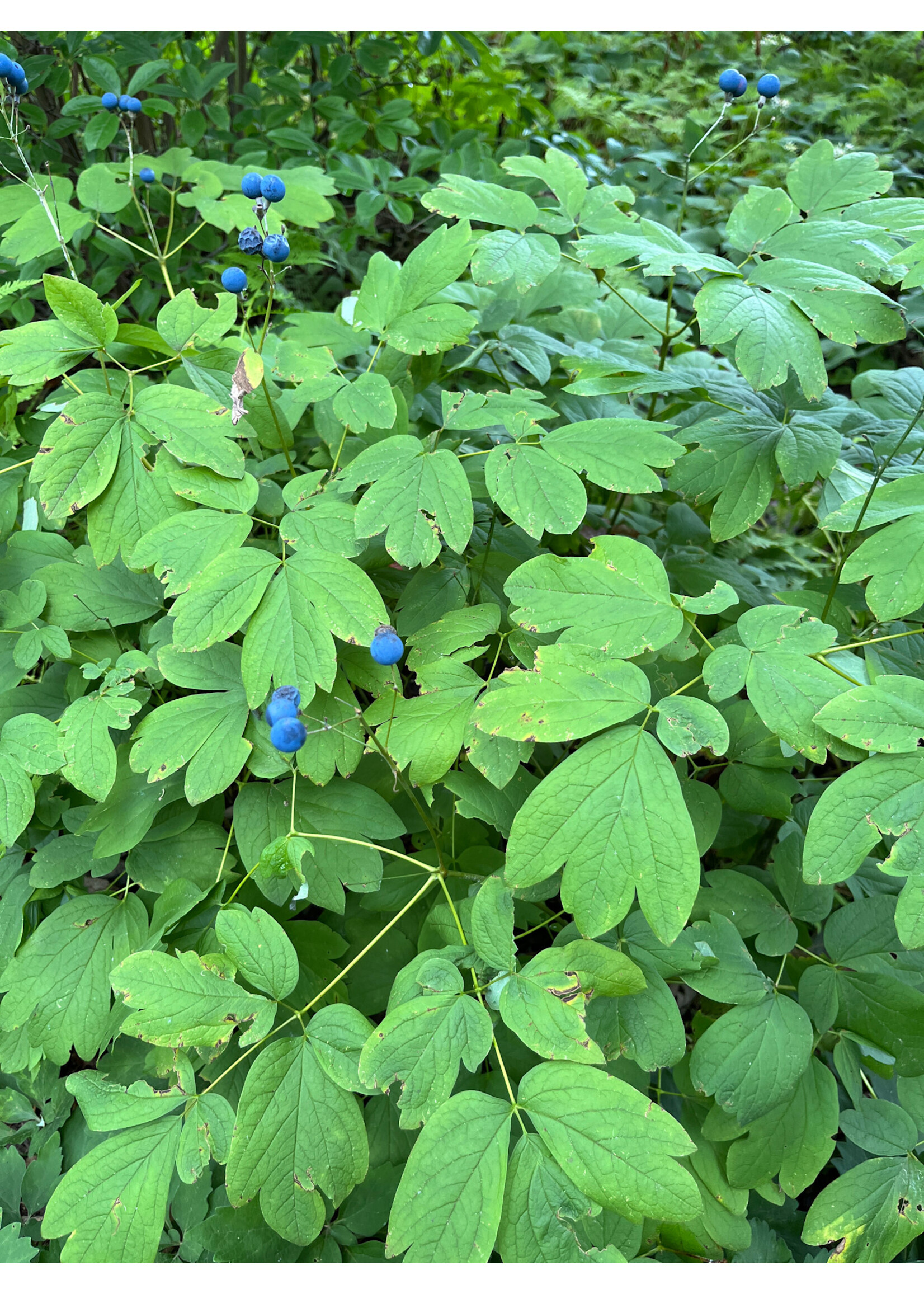 Spring Ephemerals Caulophyllum thalictroides, Blue Cohosh qt.