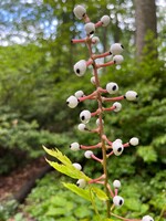 Spring Ephemerals Actaea pachypoda, White Baneberry qt.
