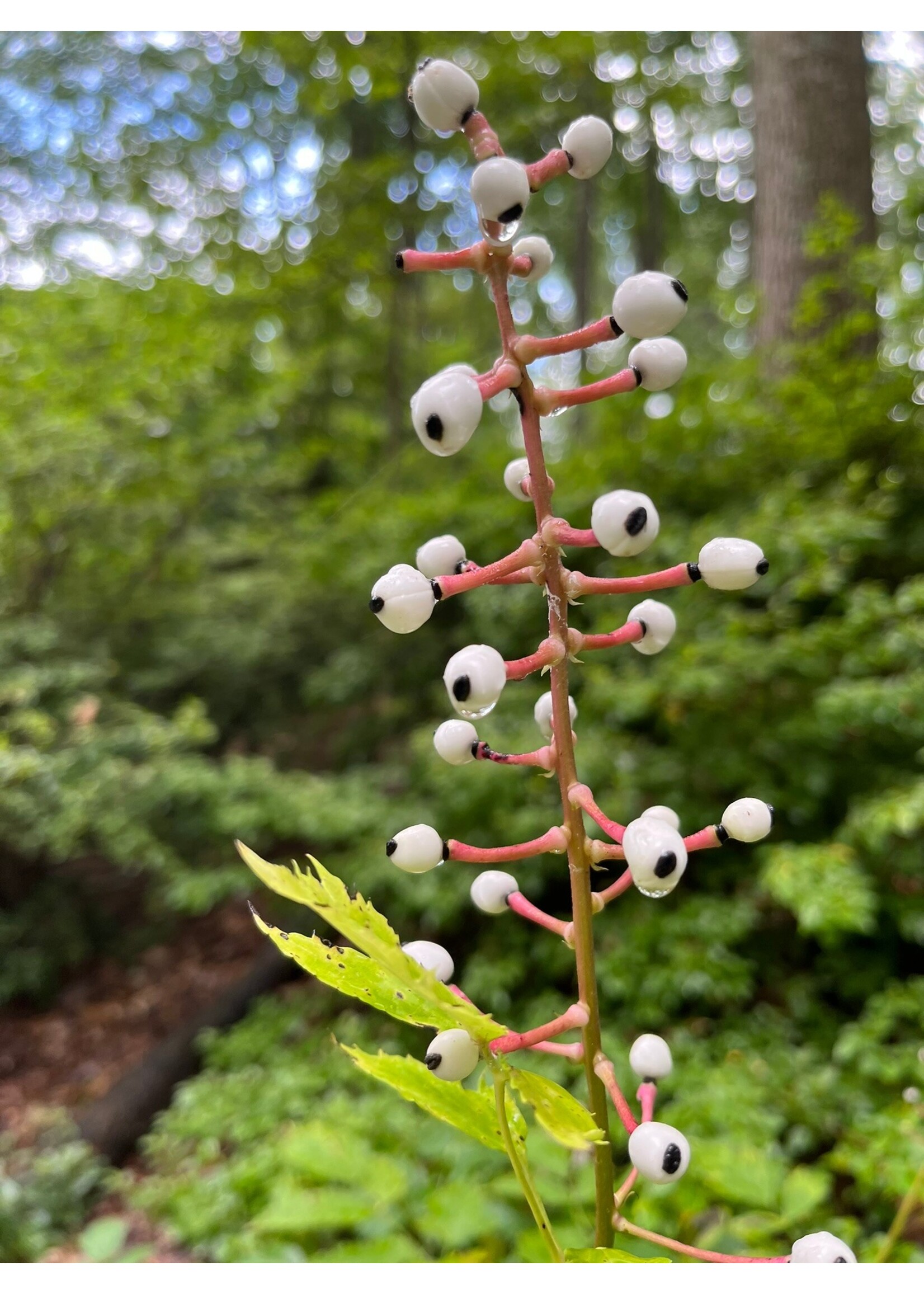 Spring Ephemerals Actaea pachypoda, White Baneberry qt.
