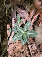 Goodyera pubescens, Downy Rattlesnake Plaintain qt.