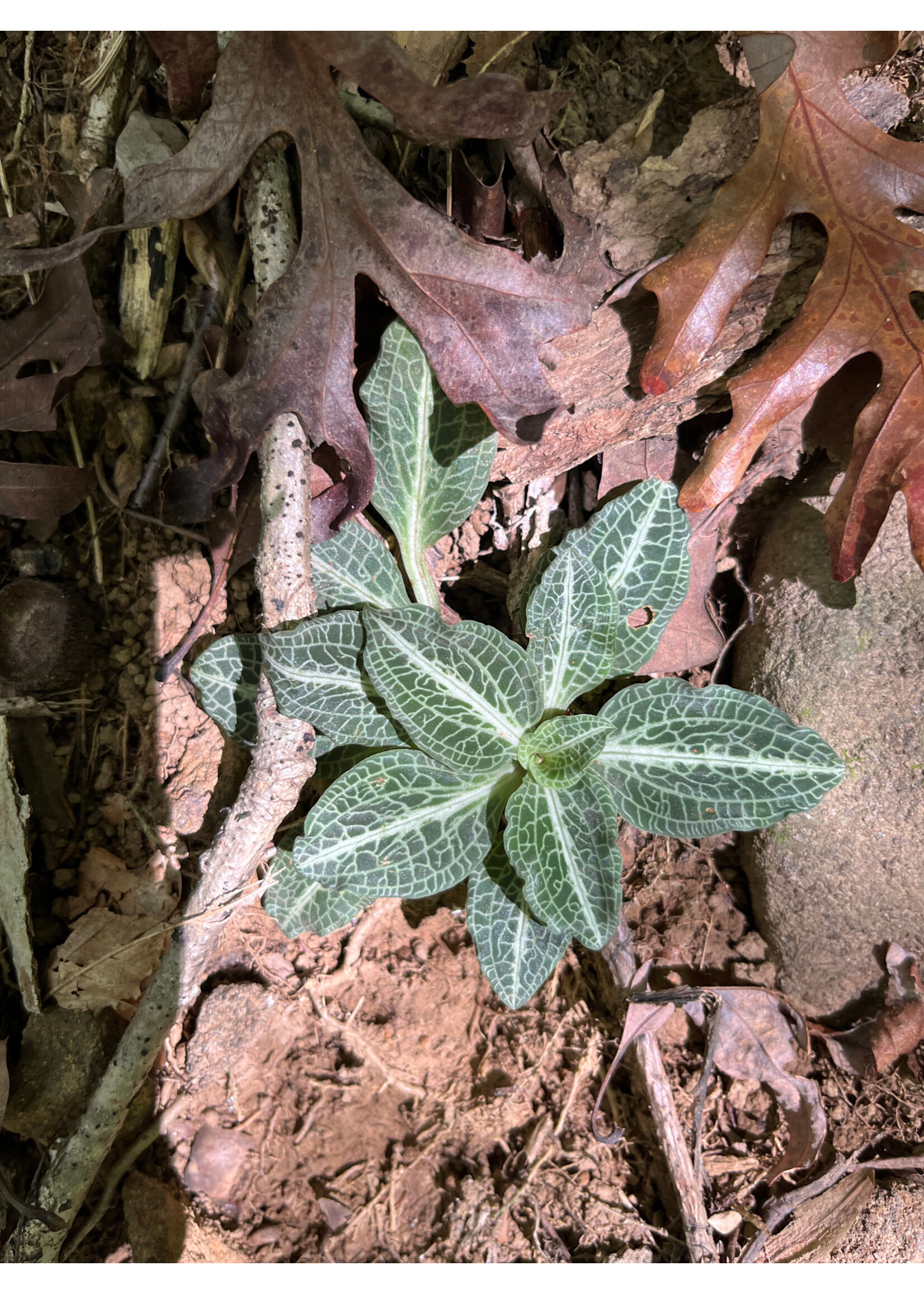 Goodyera pubescens, Downy Rattlesnake Plaintain qt.