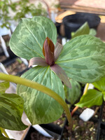 Spring Ephemerals Trillium sessile, Toad Trillium