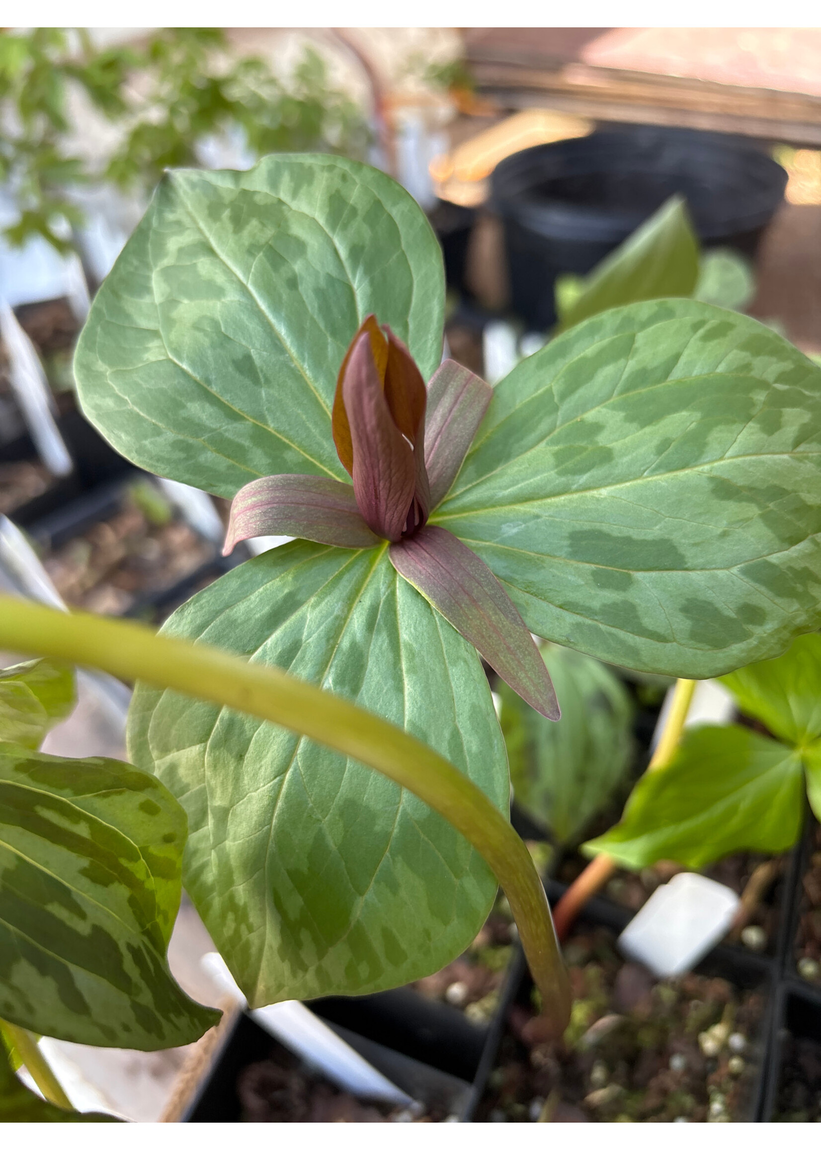 Spring Ephemerals Trillium sessile, Toad Trillium