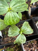 Spring Ephemerals Trillium recurvatum,  Prairie Trillium