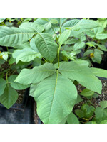 Ptelea trifoliata, Hop tree #3