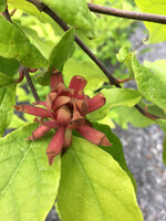 Calycanthus floridus Sweetshrub, #3
