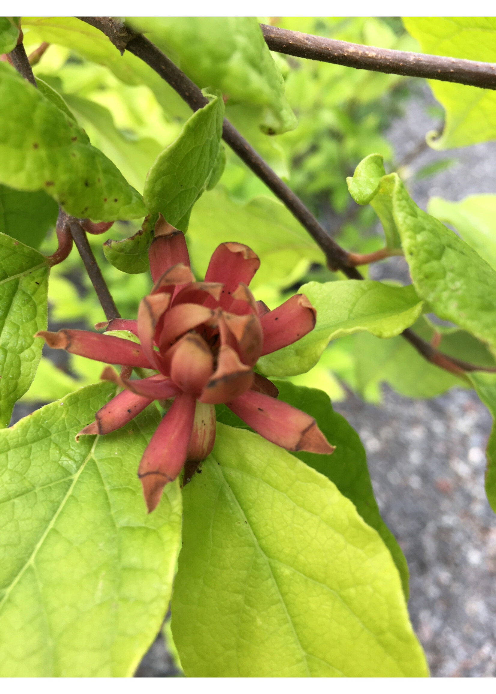 Calycanthus floridus Sweetshrub, #3