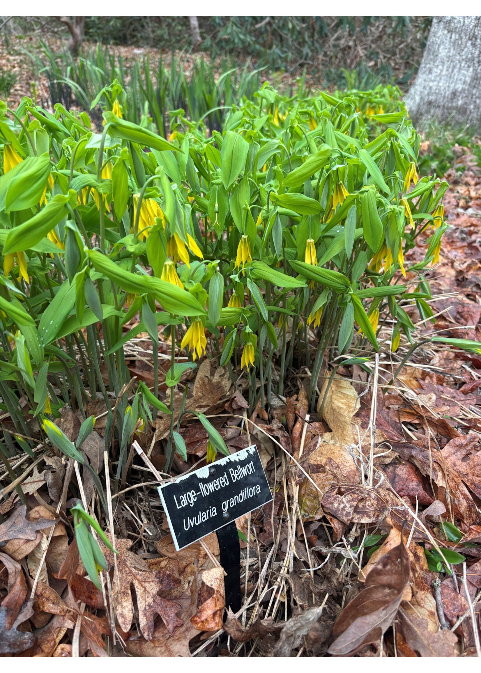 Spring Ephemerals Uvularia grandiflora, Large Flowered Bellwort