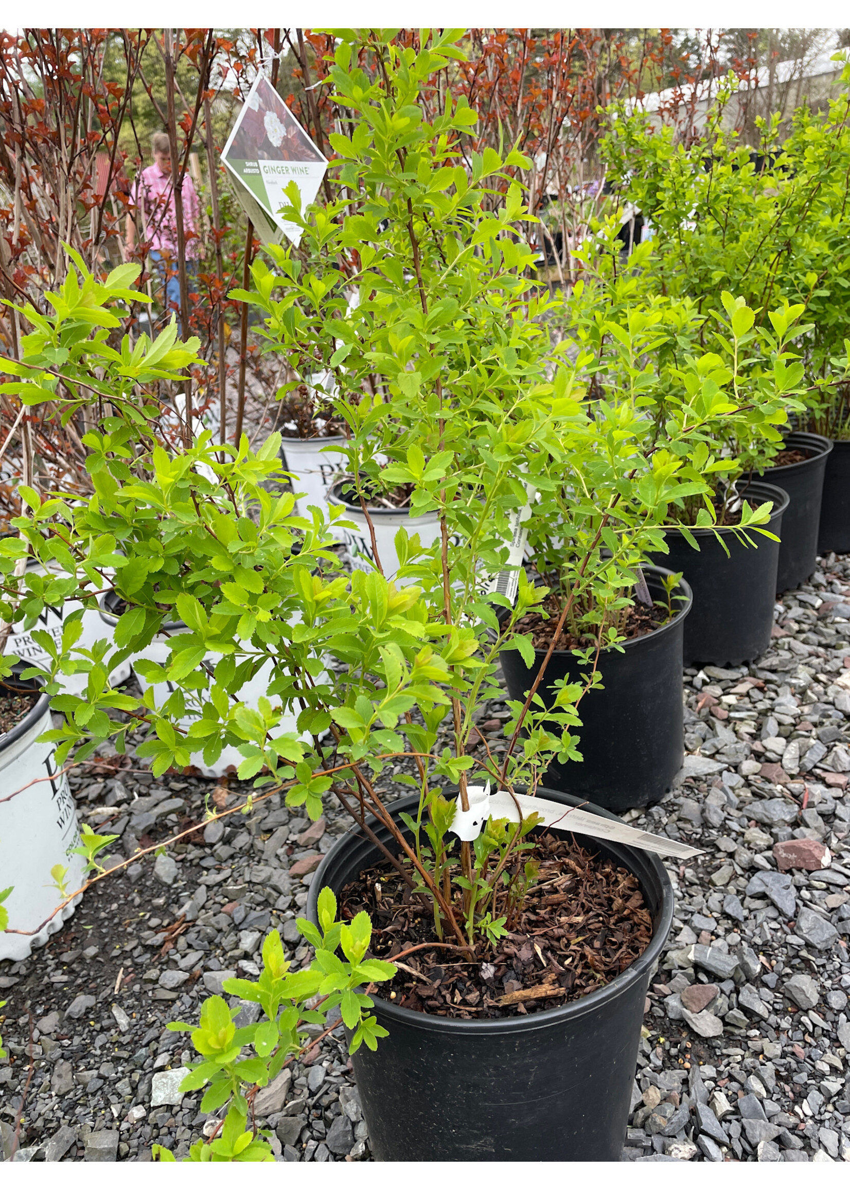 Spiraea latifolia, broadleaf meadowsweet #2 Container
