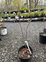Aronia arbutifolia, Red Chokeberry #2