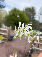 Amelanchier x gran. Autumn Bri. Serviceberry - Apple, Autumn Brilliance, #15 single stem