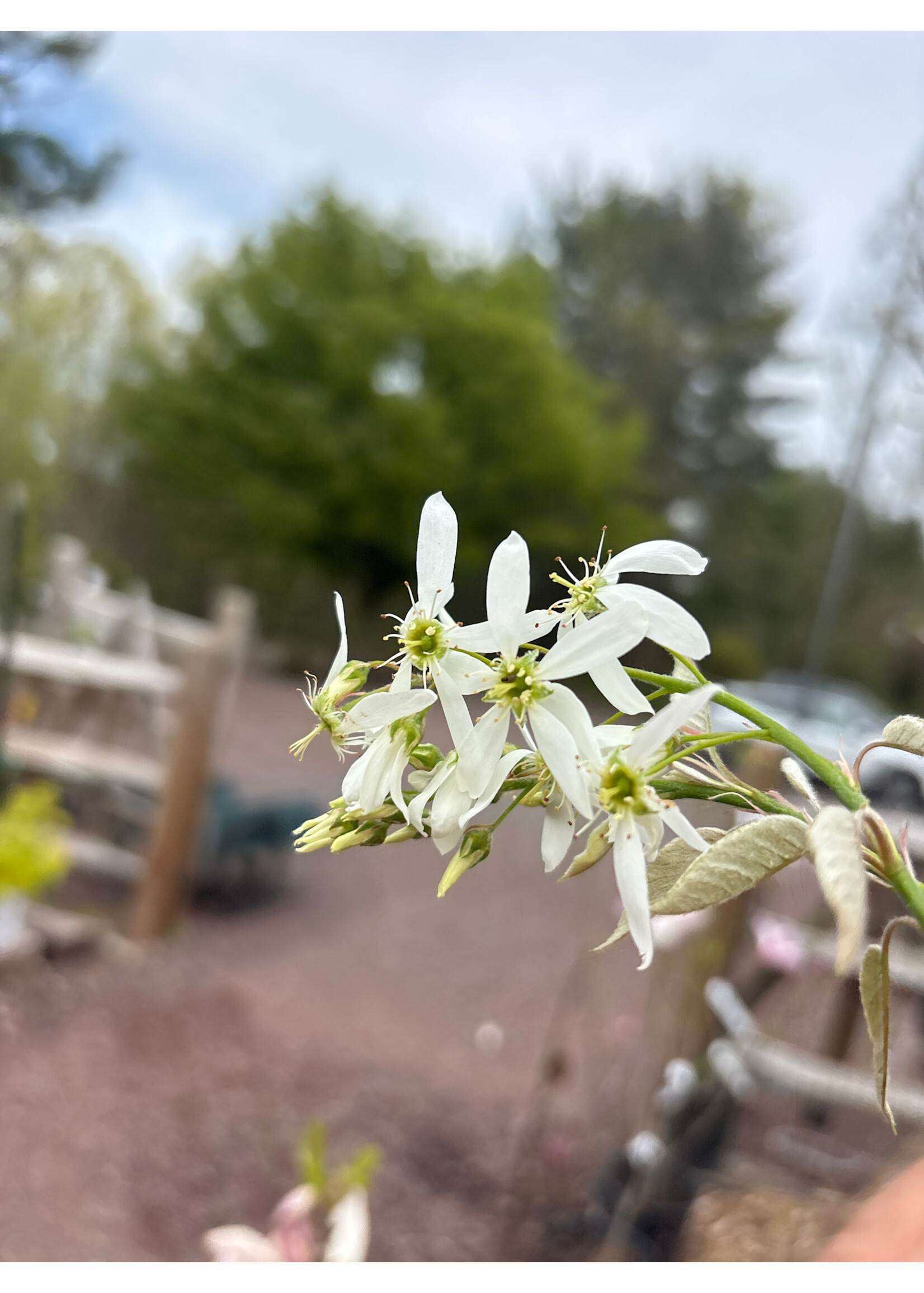 Amelanchier x gran. Autumn Bri. Serviceberry - Apple, Autumn Brilliance, #15 single stem