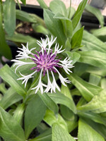 Centaurea Amethyst in Snow, Mountain Bluet #1