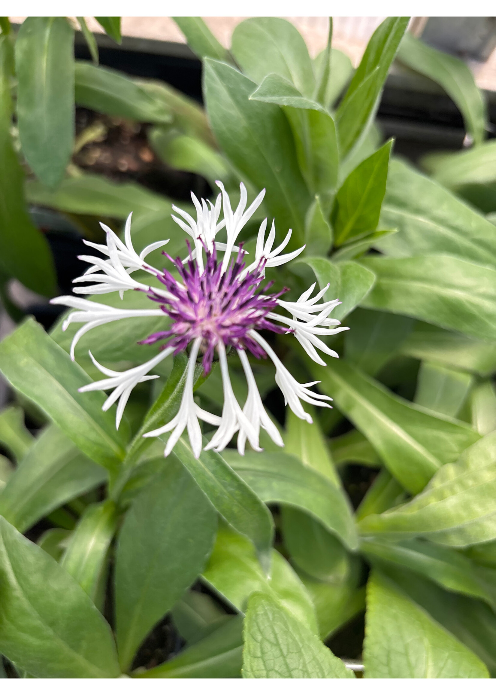 Centaurea Amethyst in Snow, Mountain Bluet #1
