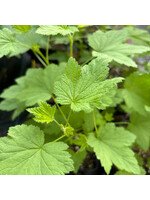 Ribes americanum, Black Currant #3