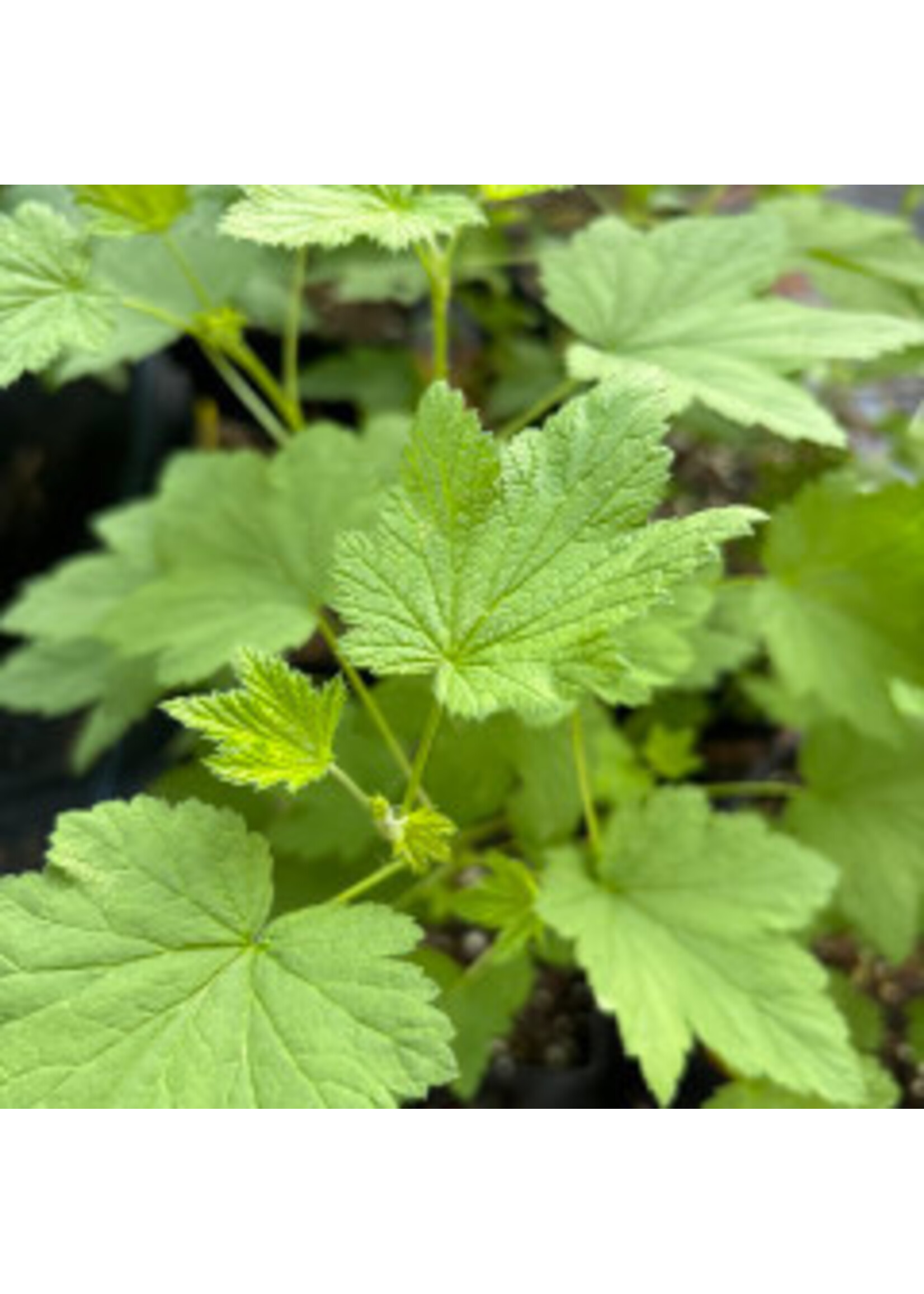 Ribes americanum, Black Currant #3